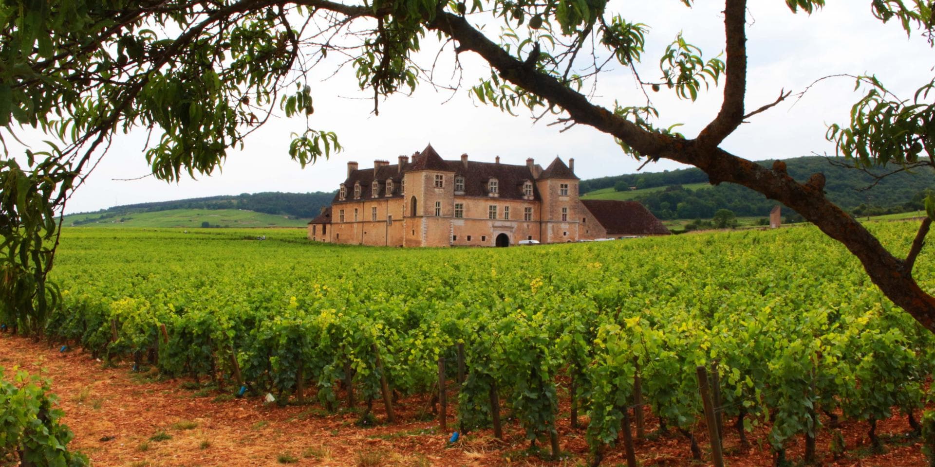 Journey Through France's Premier Wine Regions