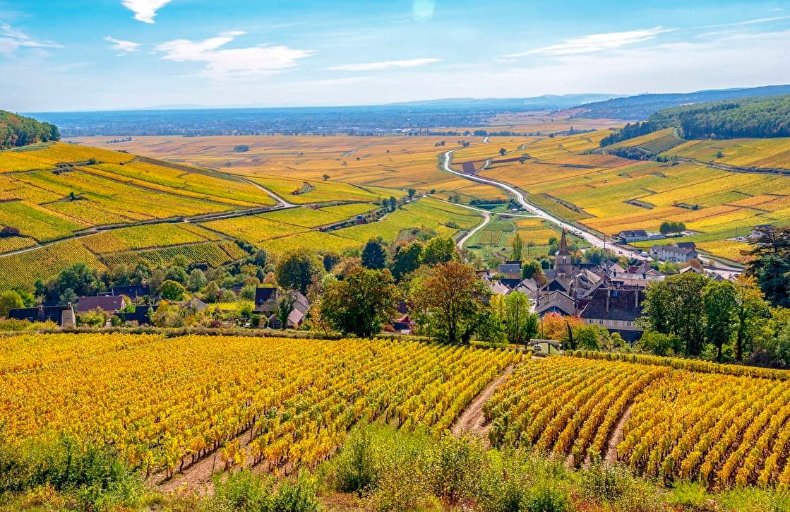 Burgundy vineyards